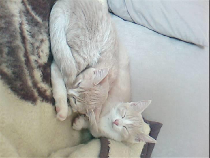 Blanding af racer Snoop - mig og bror putter godt sammen (Snoop bagerst) billede 8