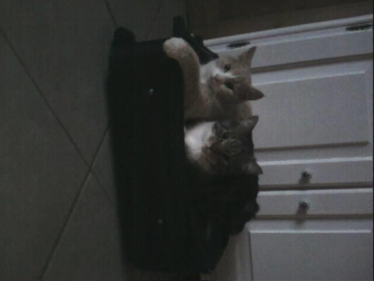 Blanding af racer Snoop - Putter på mor skuffert med min bedse ven onkel Tiger billede 9