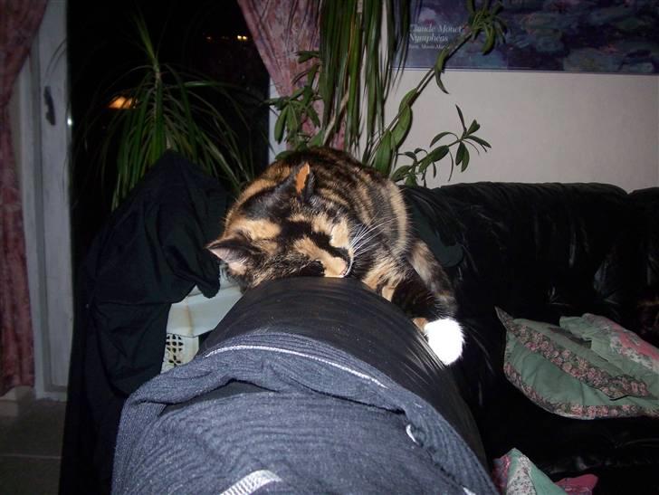 Blanding af racer Mille R.I.P - tigermis billede 15