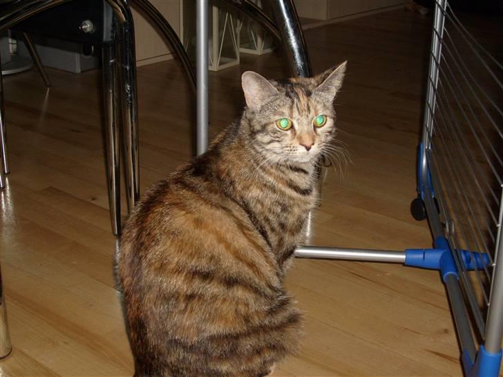 Blanding af racer Tulle billede 11