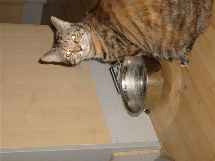 Blanding af racer Tulle billede 12