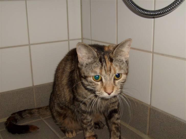 Blanding af racer Tulle - Nu kommer Bianca...  billede 13