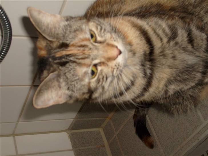 Blanding af racer Tulle billede 14