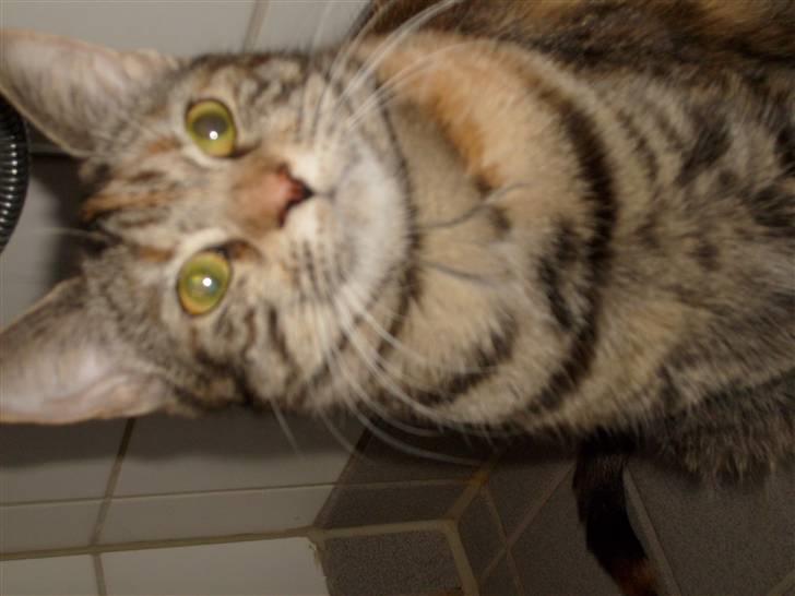 Blanding af racer Tulle billede 15