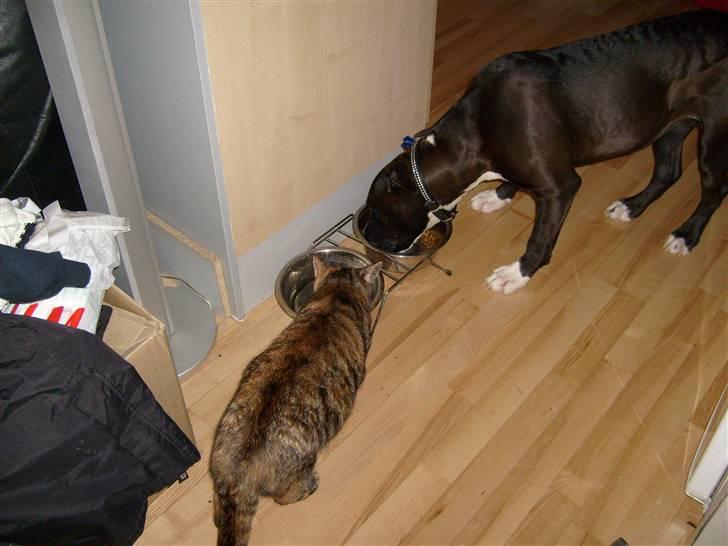 Blanding af racer Tulle - Tulle drikker vand og Bianca spiser... billede 16