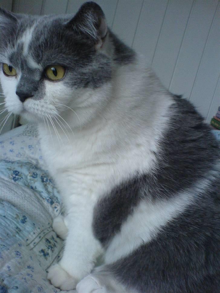 British Shorthair DK Hentzel's Milli R.I.P. billede 9