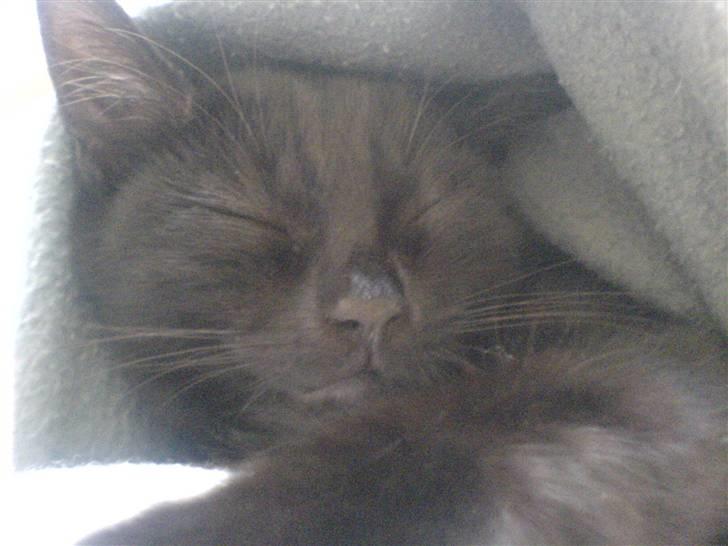 Huskat Sofus billede 2