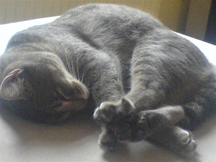 Huskat Sofus billede 3