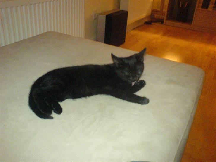 Huskat Sofus billede 4