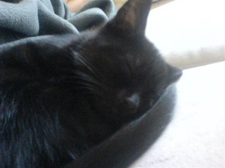 Huskat Sofus billede 5