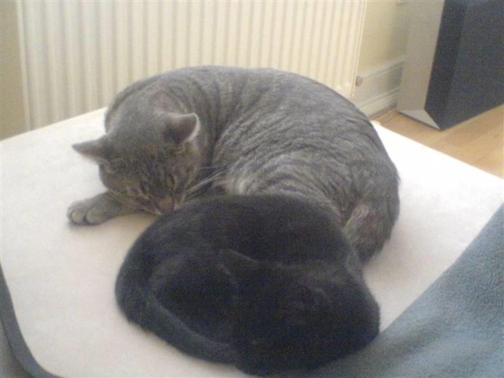 Huskat Sofus billede 6