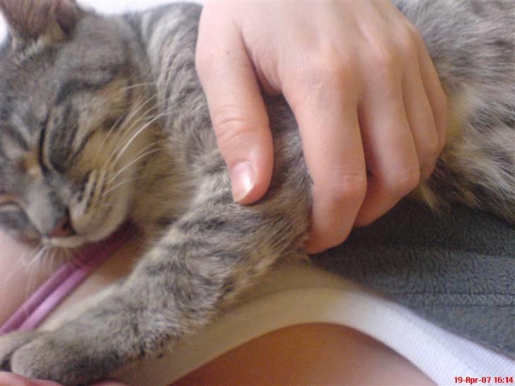 Huskat Sofus billede 7