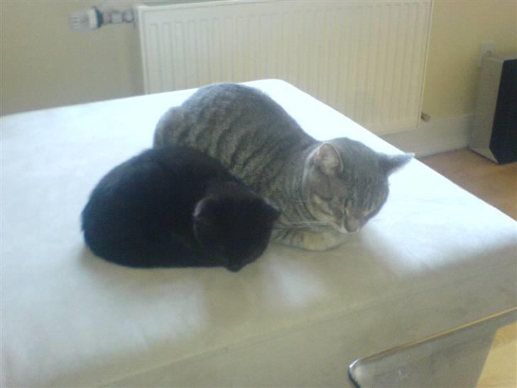 Huskat Sofus billede 8