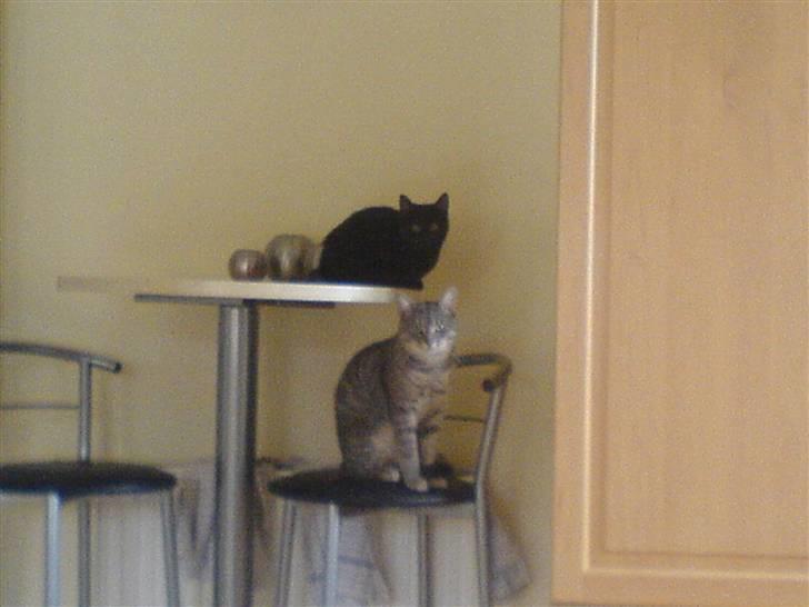 Huskat Sofus billede 9