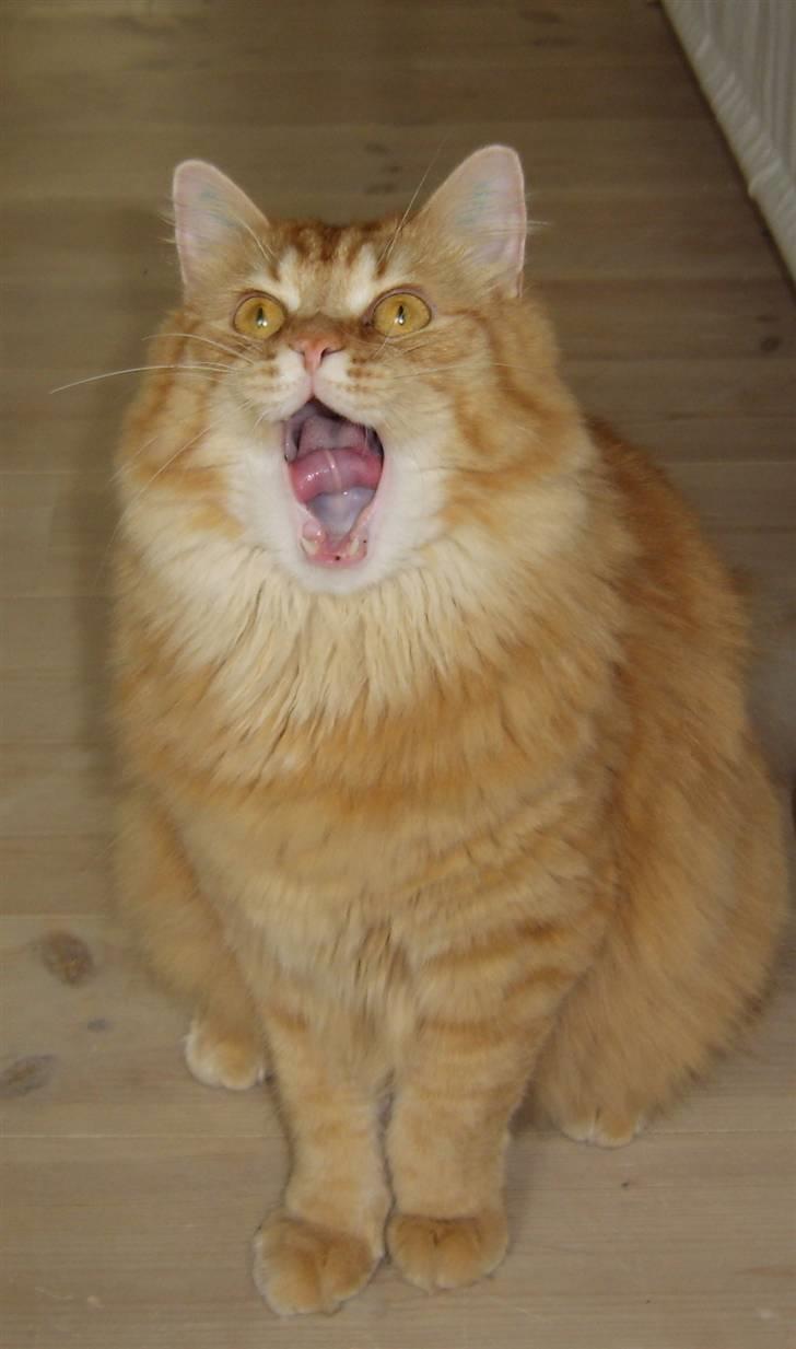 Maine Coon ELVIS - 54 uger; Nørrebronx i Juni billede 1