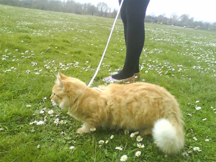 Maine Coon ELVIS - 21 uger; 1. tur ude - VALBYPARKEN - 16. April08 billede 2