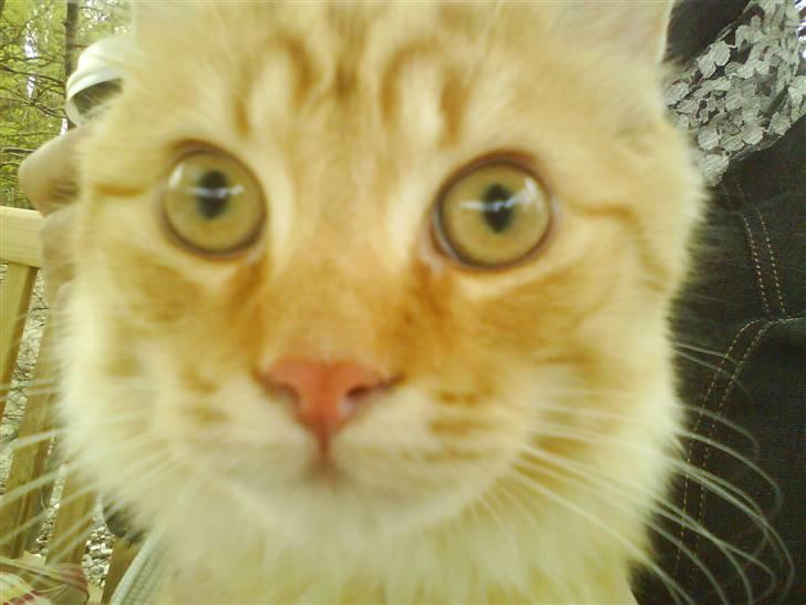 Maine Coon ELVIS - 21 uger; 1. tur ude - VALBYPARKEN - 16. April08 billede 3