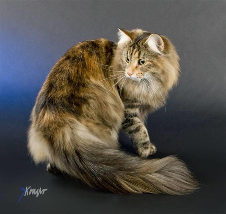 Norsk Skovkat Dark Demerara billede 6