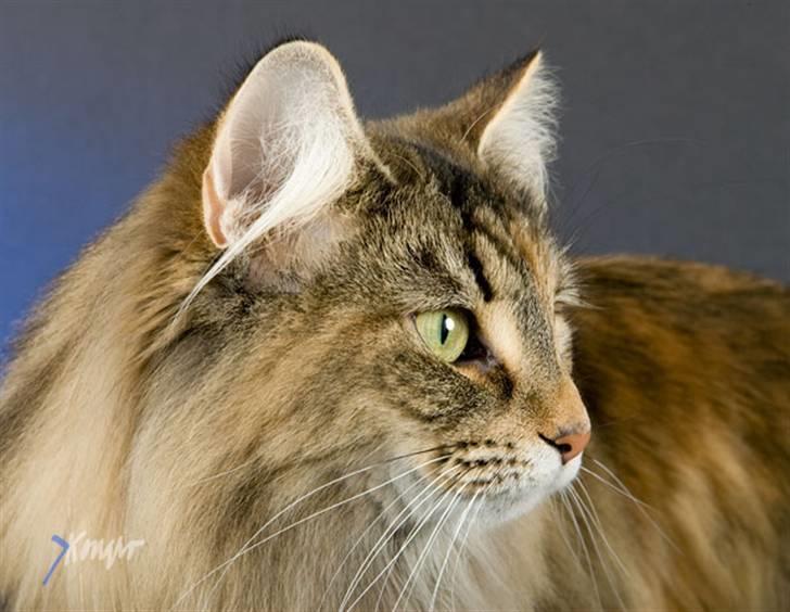 Norsk Skovkat Dark Demerara billede 7