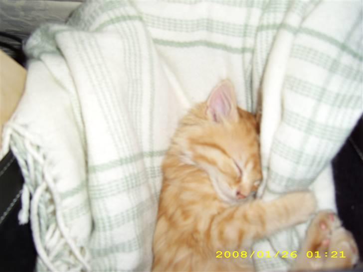 Maine Coon ELVIS - 1. dag hjemme - efter mere leg gik du atter i brædderne :-) billede 4