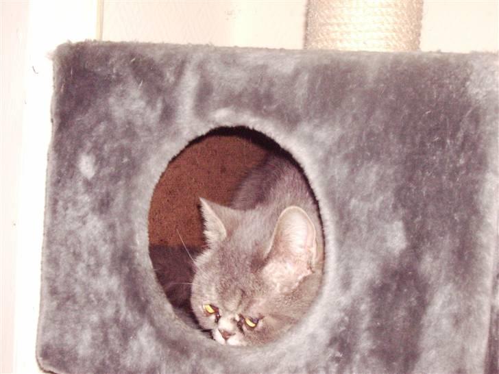 Exotic Cæsar billede 11