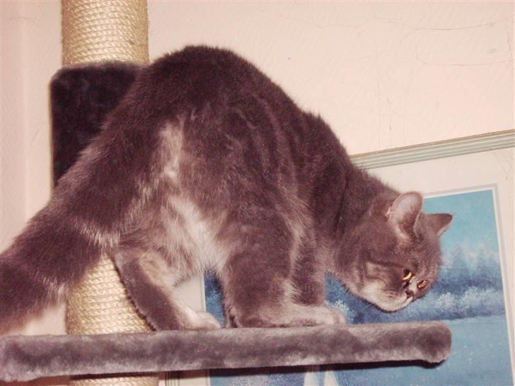 Exotic Cæsar - Joo jeg kender duften :o) billede 12