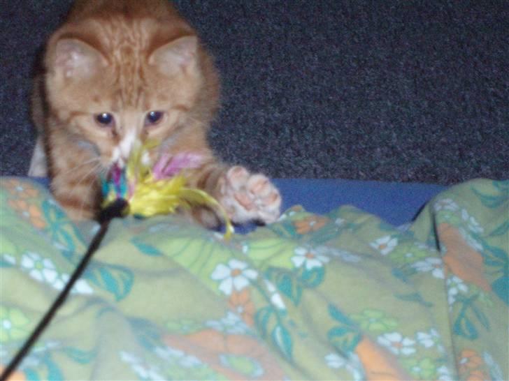 Huskat Power (Putte) billede 6