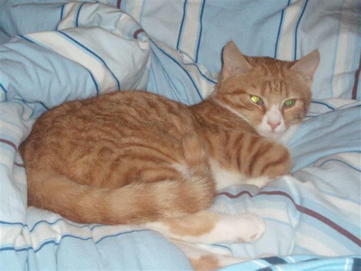 Huskat Power (Putte) billede 7