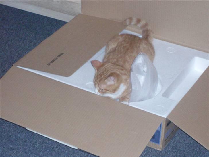 Huskat Power (Putte) billede 8