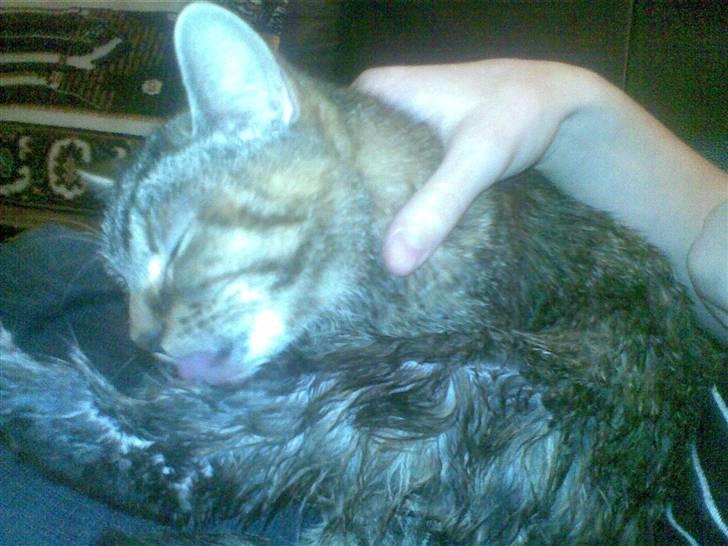 Huskat Sasha billede 2