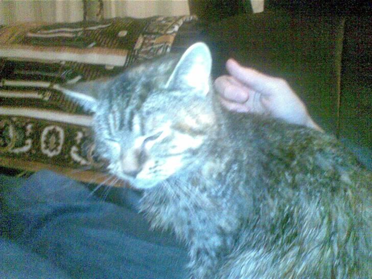 Huskat Sasha billede 3