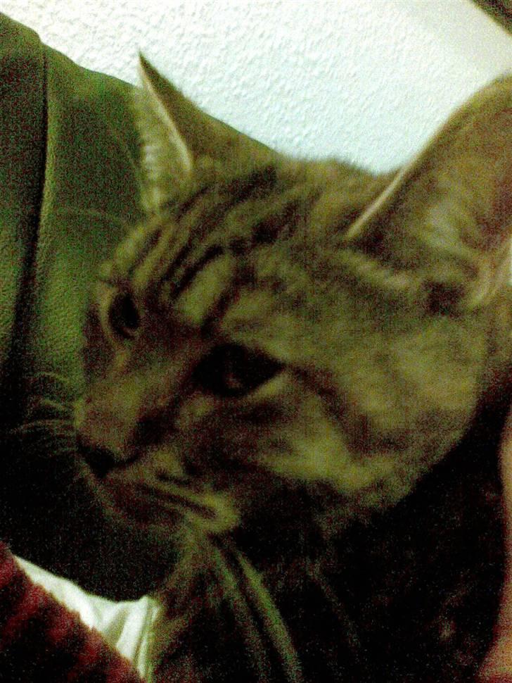 Huskat Sasha billede 4