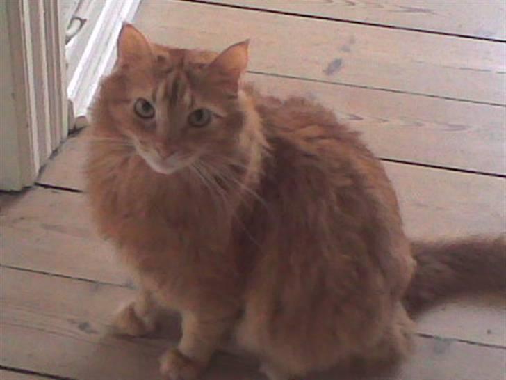 Maine Coon Felix (bortgivet) billede 2