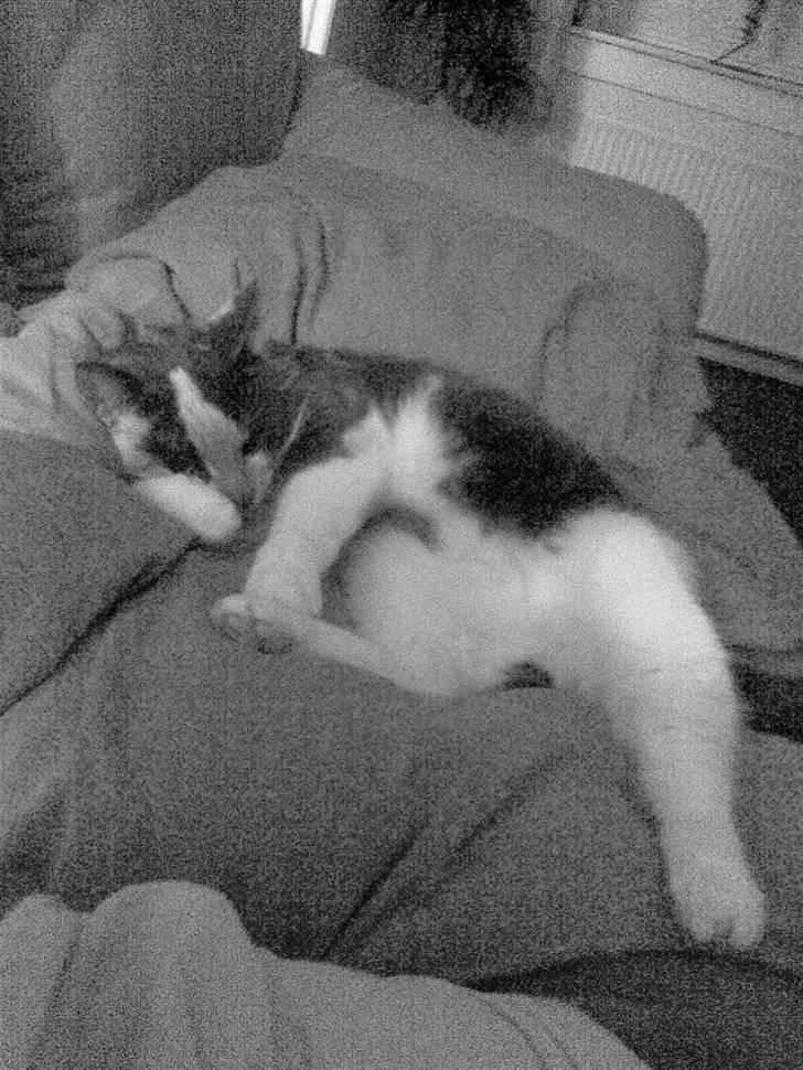 Huskat Maja <33 ;b billede 19