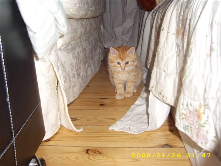 Maine Coon ELVIS - 2. dag hjemme - Lige et billede forfra - enedelig ku det la´ sig gøre :-) billede 5