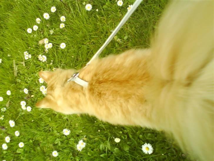 Maine Coon ELVIS - 21 uger; 1. tur ude - VALBYPARKEN - 16. April08 billede 6