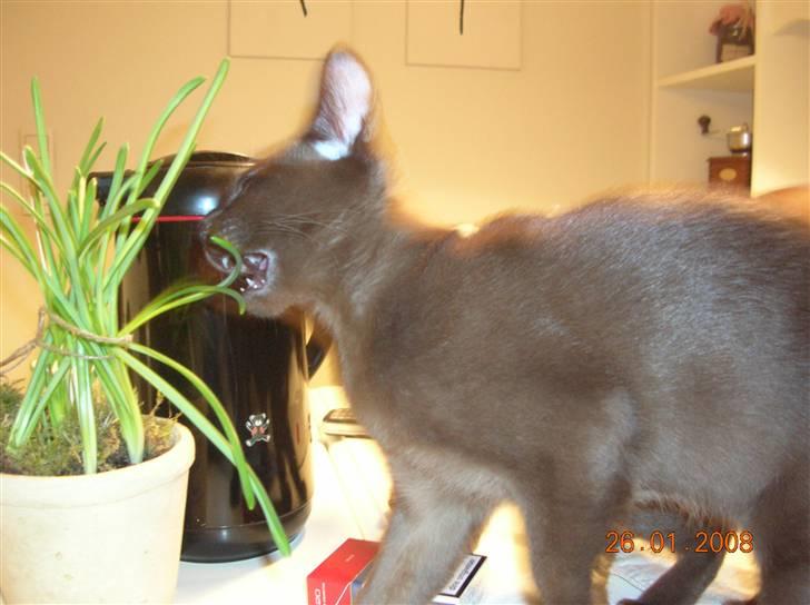 Burmeser Carenso's Bastian - Kan denne mon spises? billede 3