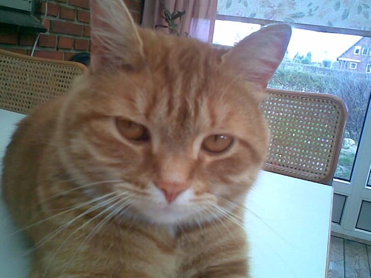 Huskat bandit - meget vågen billede 1