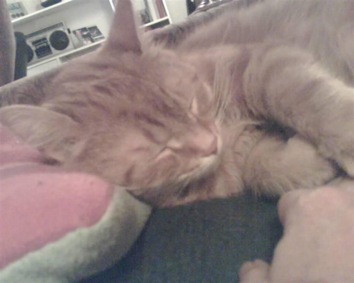 Huskat bandit - jamen godnat billede 2