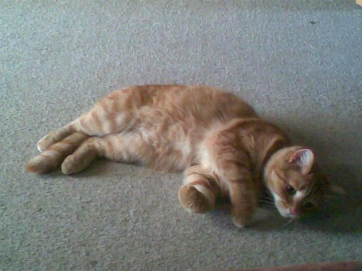 Huskat bandit - hvad skal jeg da nu finde på billede 3