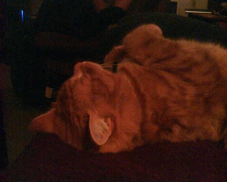 Huskat bandit - sådan ligger jeg bedst billede 4