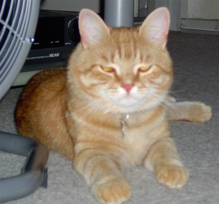 Huskat bandit - kongen billede 5