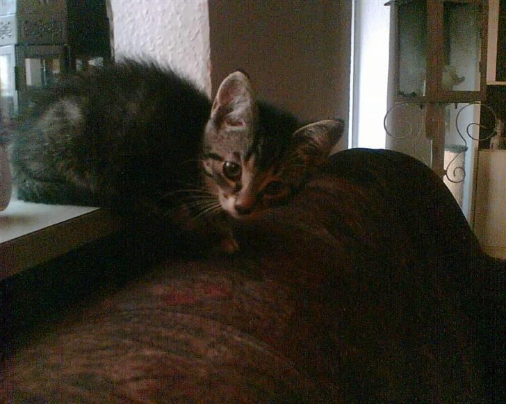 Huskat jytte/midde - ikke ret gammel og lidt bange billede 1