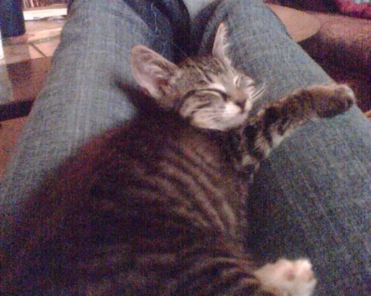 Huskat jytte/midde - der ligger man jo godt billede 2