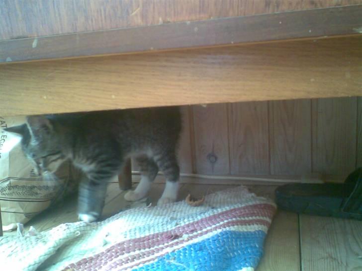 Huskat jytte/midde - et godt gemmested billede 3