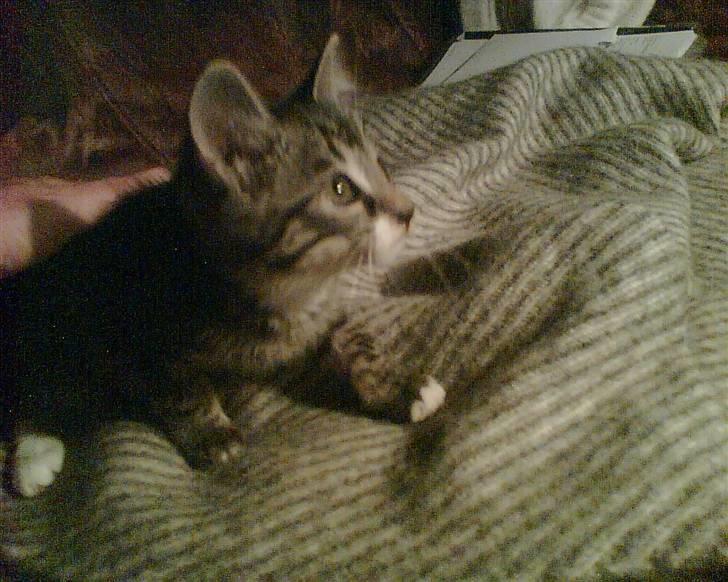 Huskat jytte/midde - hvad er dog dette for noget billede 4