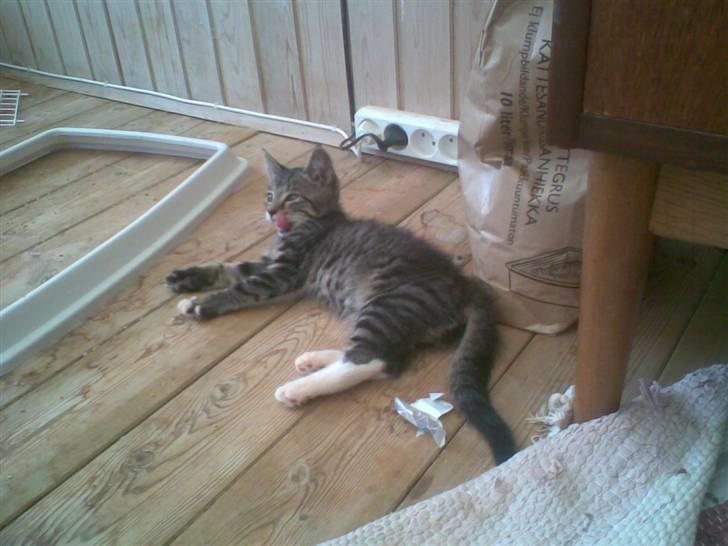 Huskat jytte/midde - puhh det er varmt billede 5