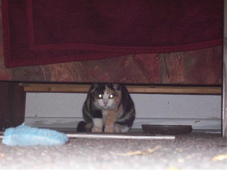 Huskat pummel - uhh det er lidt uhyggeligt billede 1