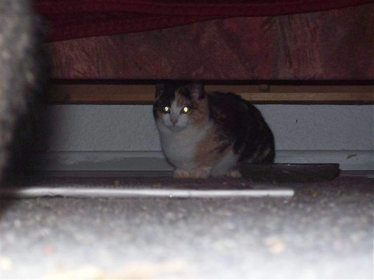 Huskat pummel - halløj billede 2