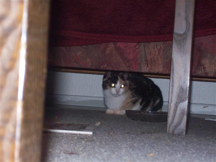 Huskat pummel - tja tør man billede 3